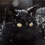 goodcat