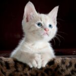 welove85mm